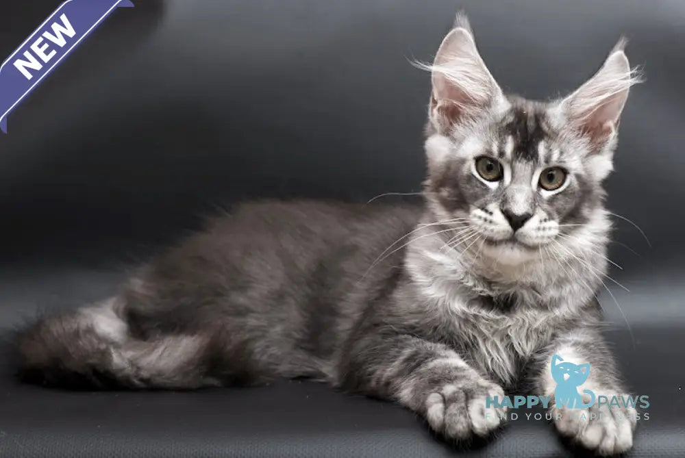 William Maine Coon male black silver ticked tabby live animals