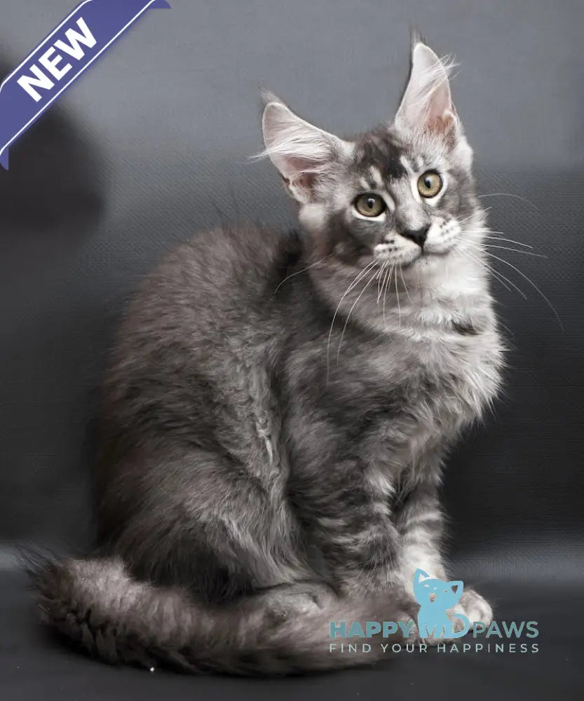William Maine Coon male black silver ticked tabby live animals