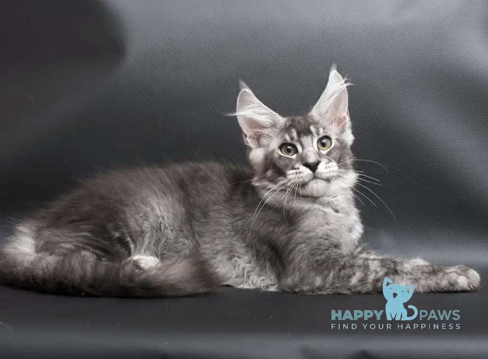William Maine Coon male black silver ticked tabby live animals