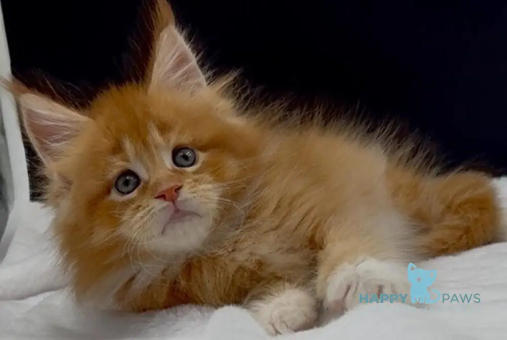 William Maine Coon male red with white live animals