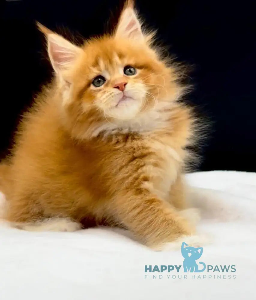 William Maine Coon male red with white live animals