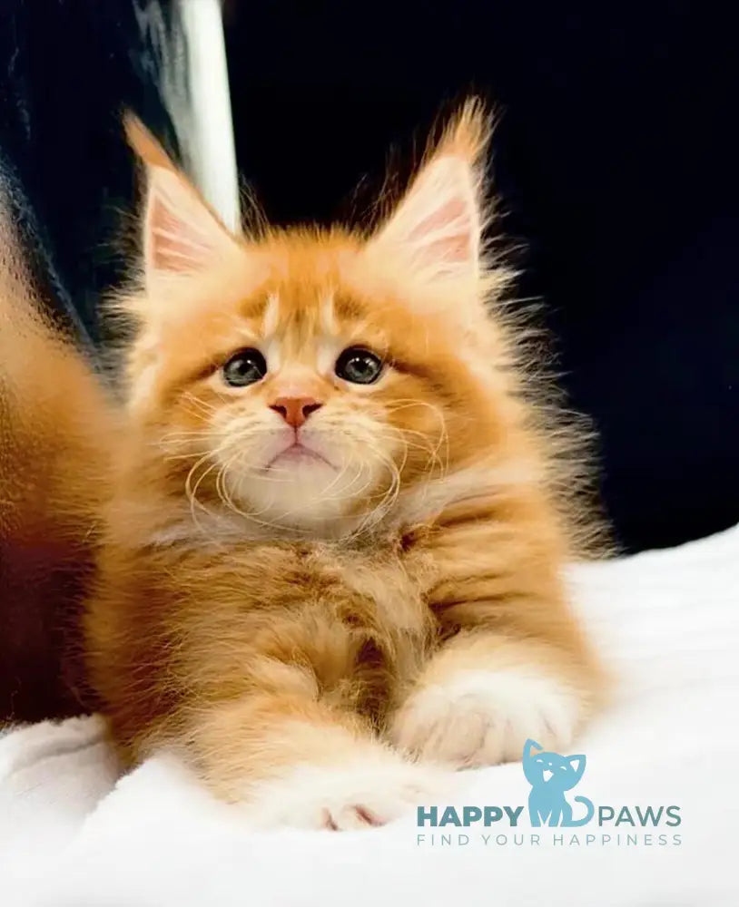 William Maine Coon male red with white live animals