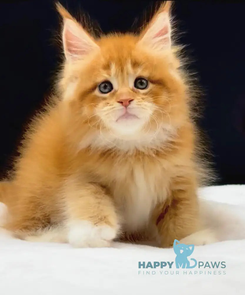 William Maine Coon male red with white live animals