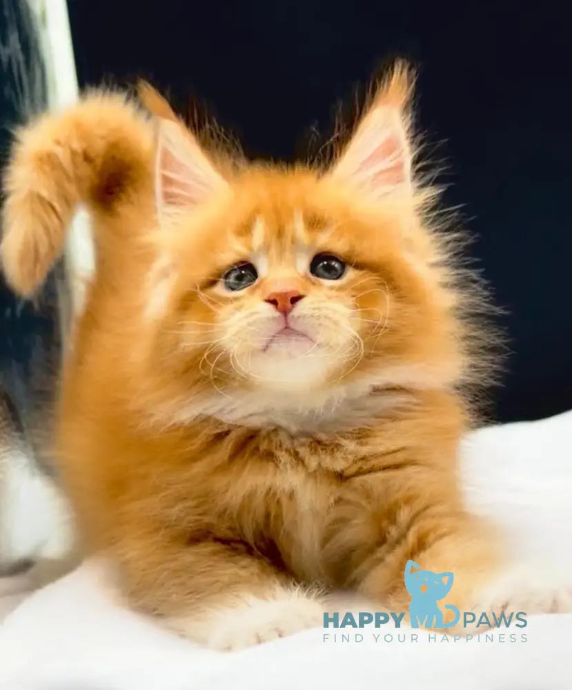William Maine Coon male red with white live animals