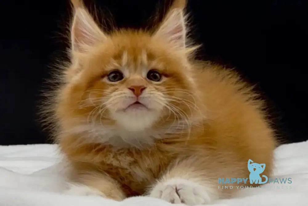 William Maine Coon male red with white live animals