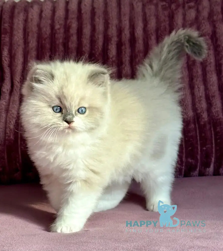 William Ragdoll male blue mitted live animals