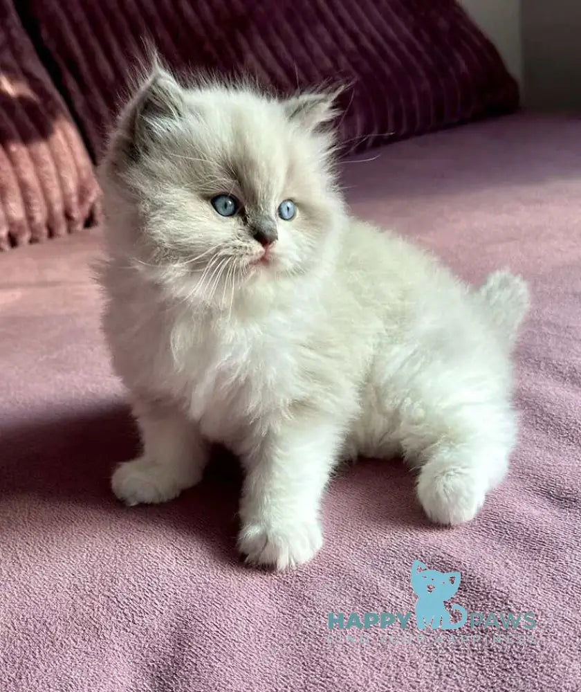William Ragdoll male blue mitted live animals