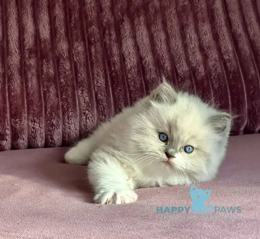 William Ragdoll male blue mitted live animals