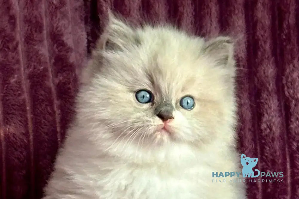 William Ragdoll male blue mitted live animals