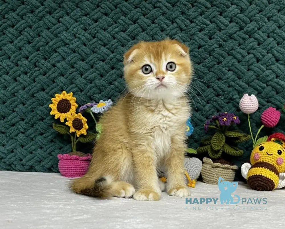 William Scottish Fold male black golden chinchilla live animals