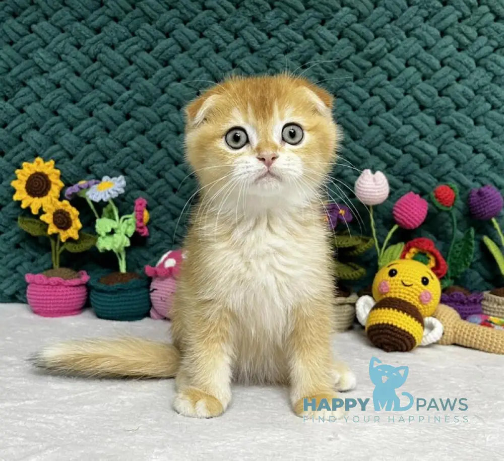 William Scottish Fold male black golden chinchilla live animals