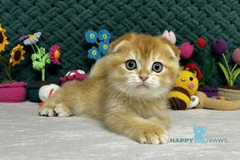 William Scottish Fold male black golden chinchilla live animals