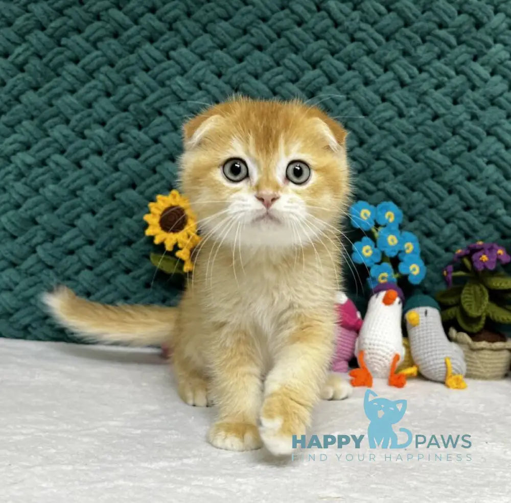 William Scottish Fold male black golden chinchilla live animals