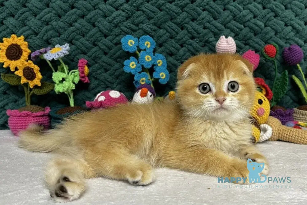 William Scottish Fold male black golden chinchilla live animals