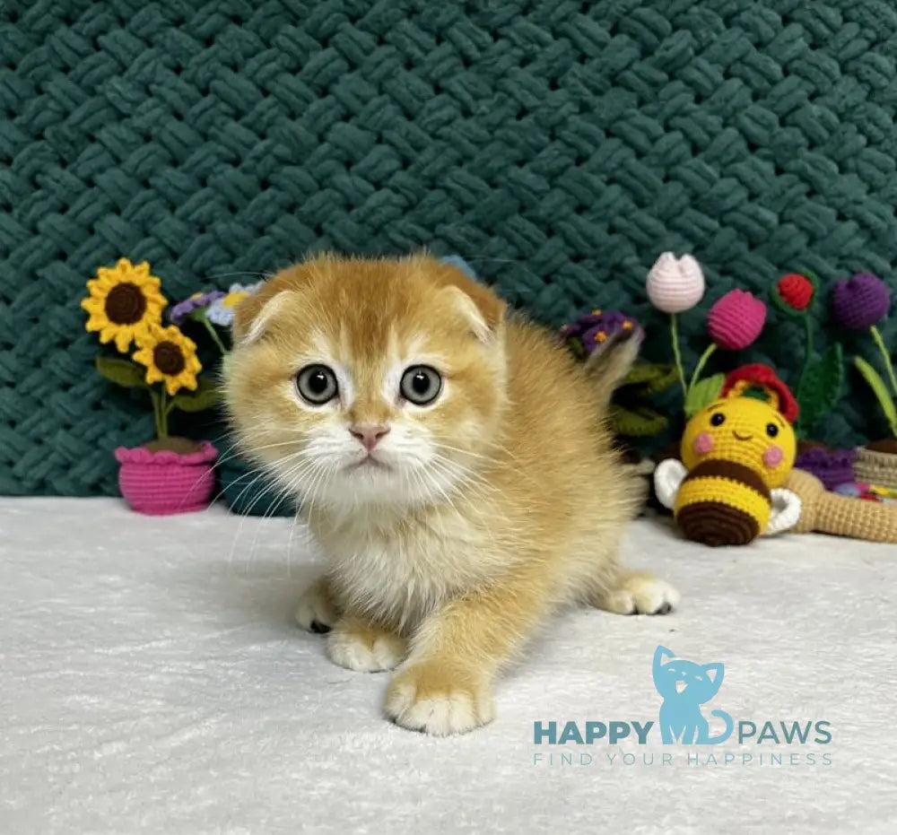 William Scottish Fold male black golden chinchilla live animals