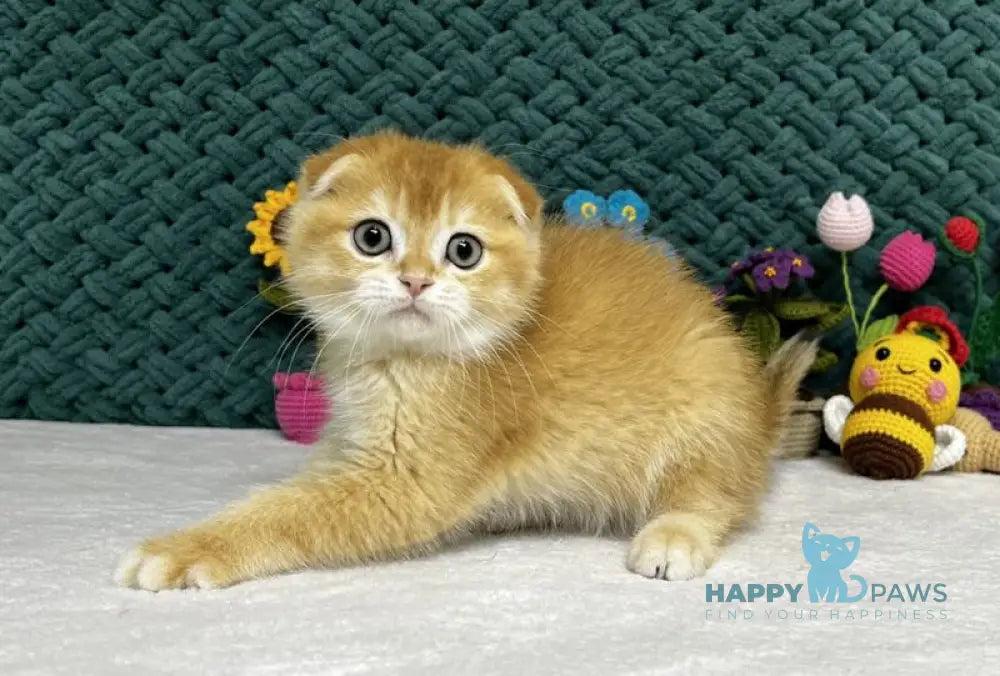 William Scottish Fold male black golden chinchilla live animals