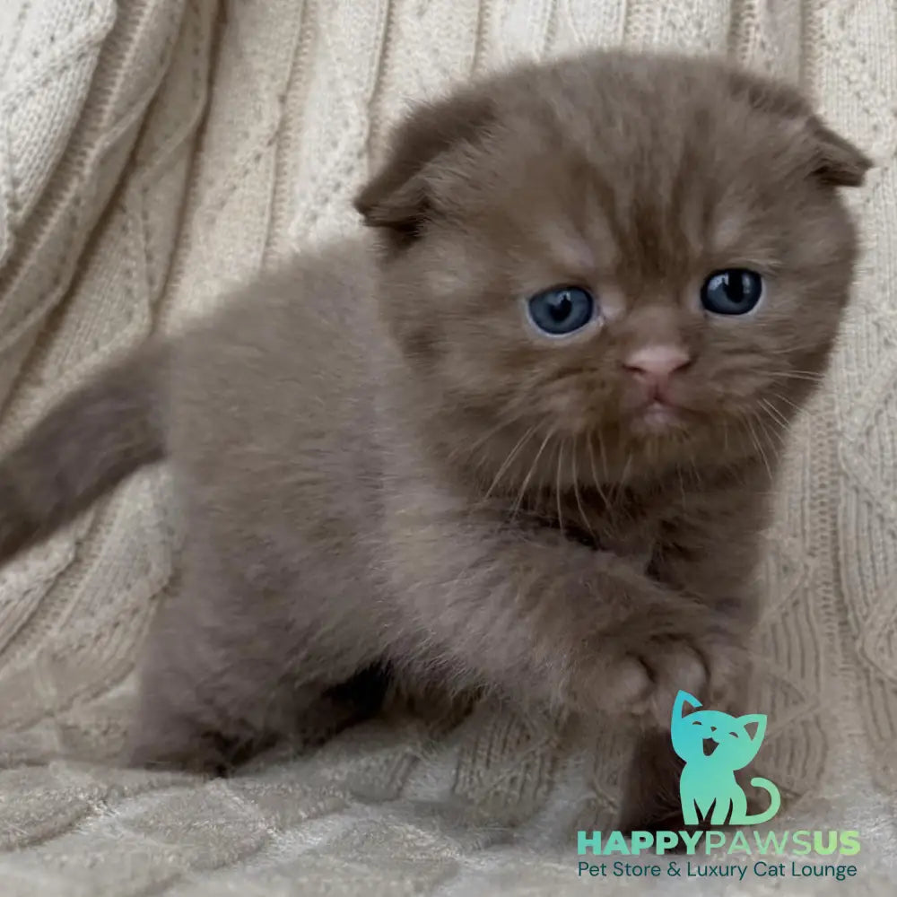 William Scottish Fold male cinnamon - live animals