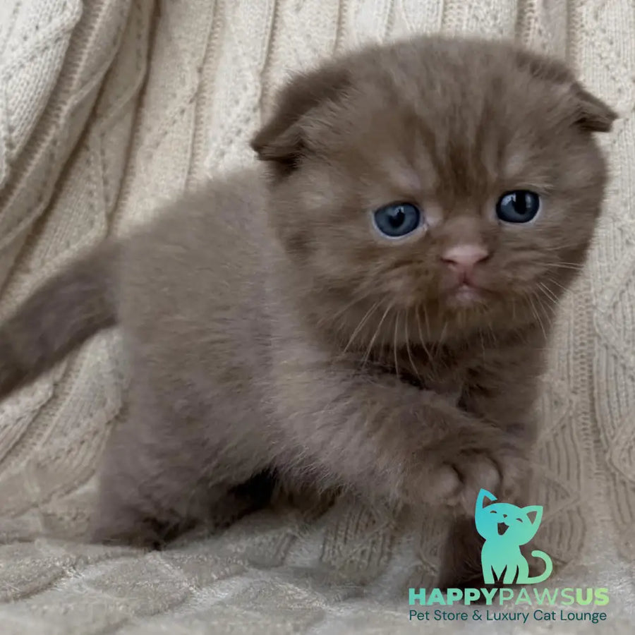 William Scottish Fold male cinnamon - live animals