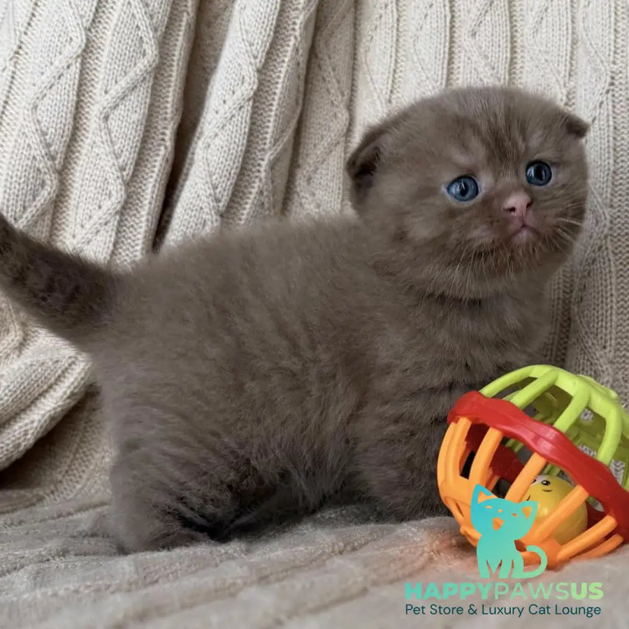 William Scottish Fold male cinnamon - live animals