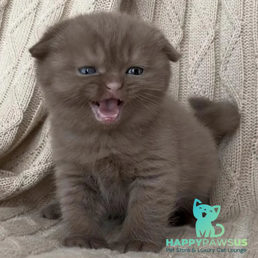 William Scottish Fold male cinnamon - live animals