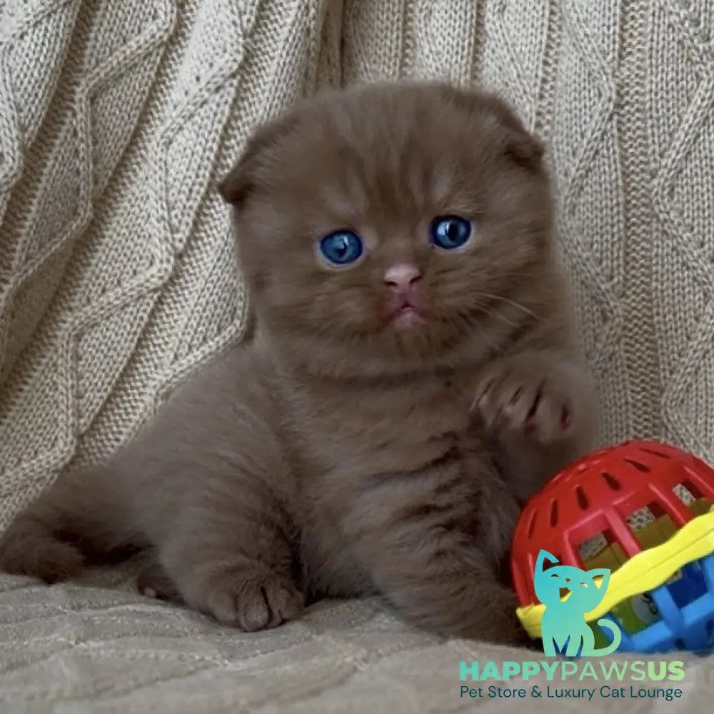 William Scottish Fold male cinnamon - live animals