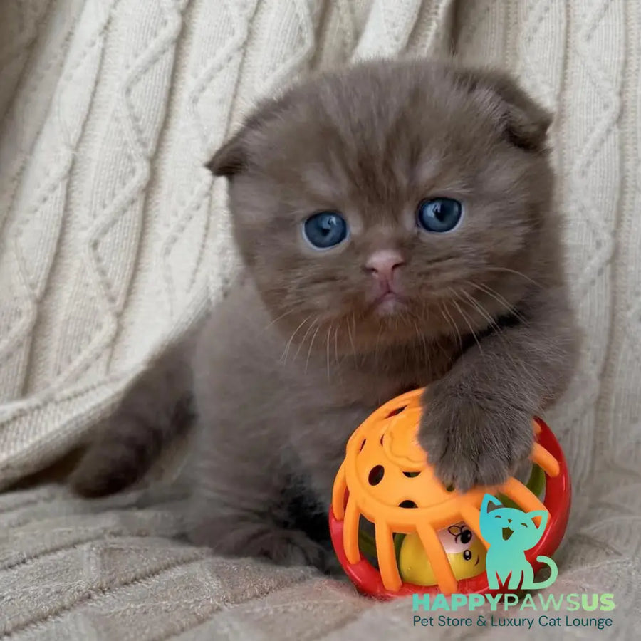 William Scottish Fold male cinnamon - live animals