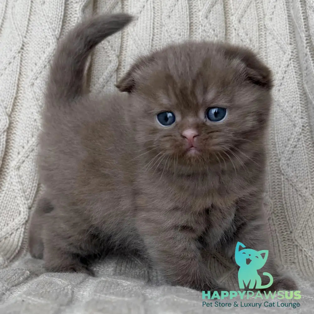 William Scottish Fold male cinnamon - live animals