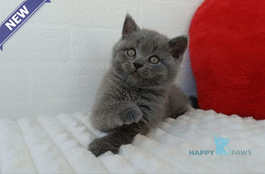 William Scottish Straight male blue - live animals