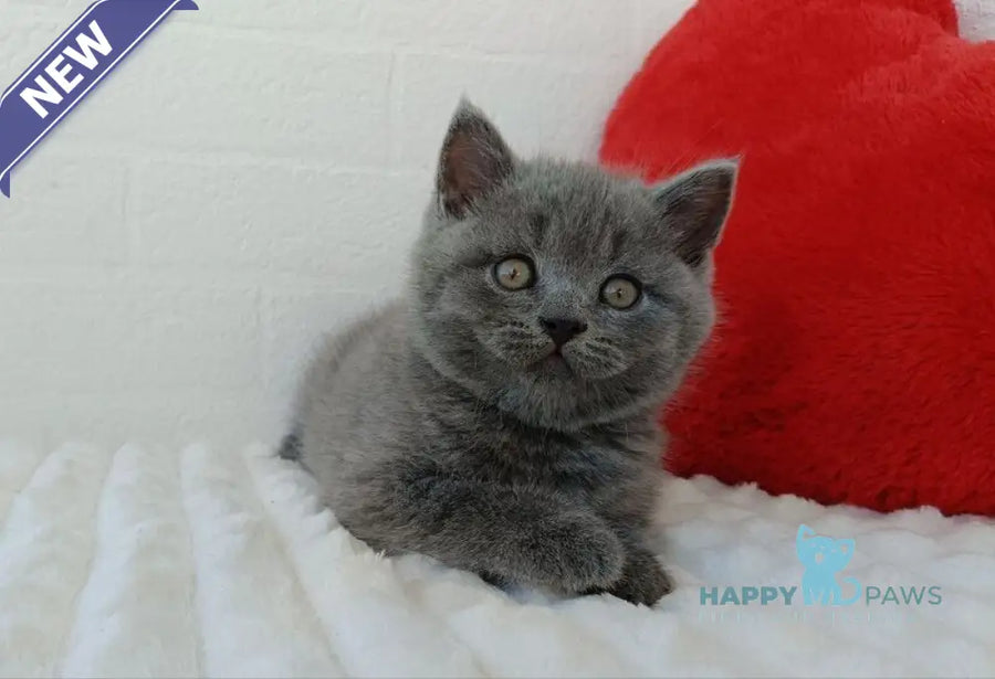 William Scottish Straight male blue - live animals