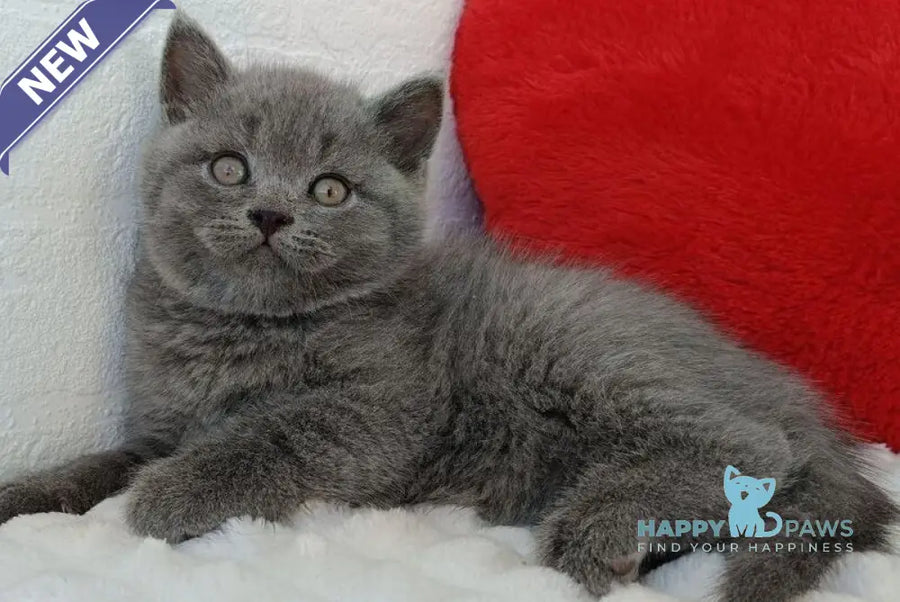 William Scottish Straight male blue - live animals