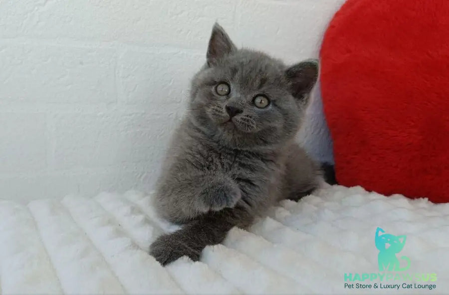 William Scottish Straight male blue - live animals