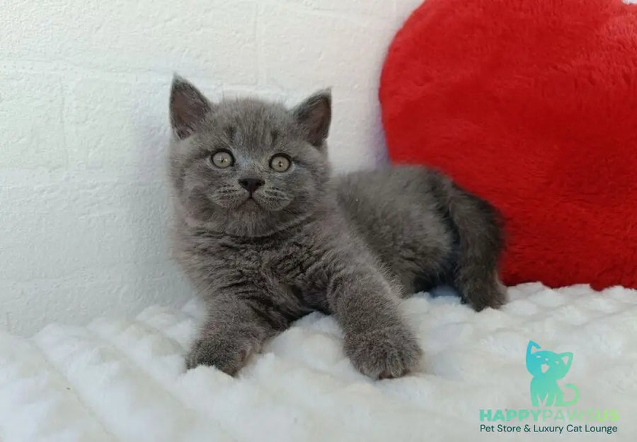 William Scottish Straight male blue - live animals