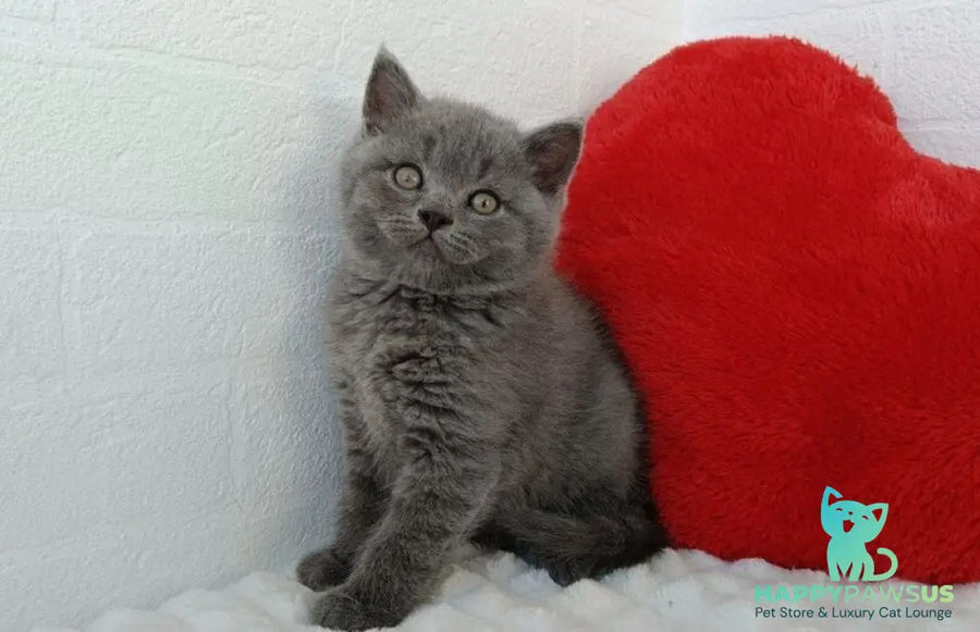 William Scottish Straight male blue - live animals