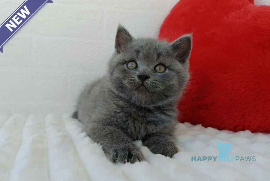 William Scottish Straight male blue - live animals