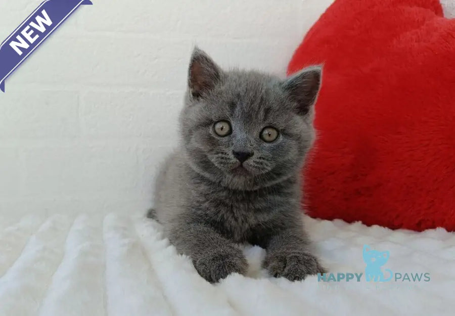 William Scottish Straight male blue - live animals