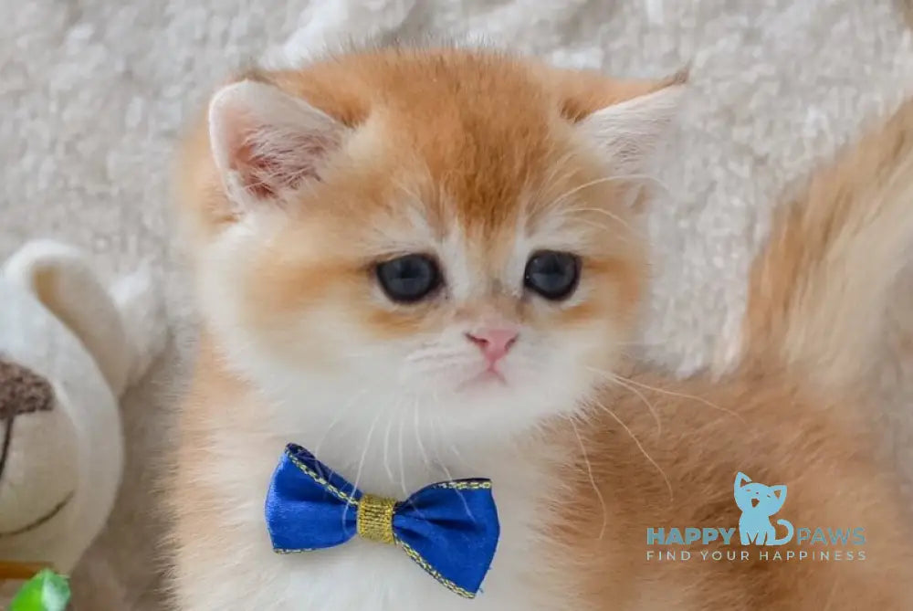 Willie British Shorthair male black golden shaded live animals