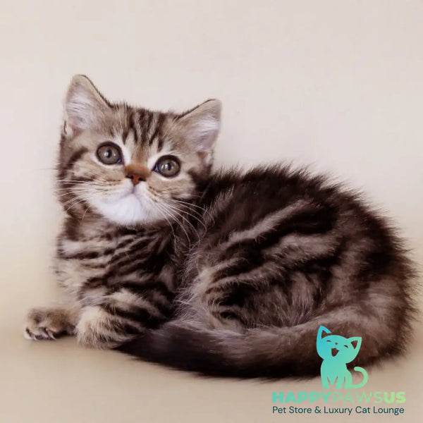 Willie British Shorthair male black tabby - live animals