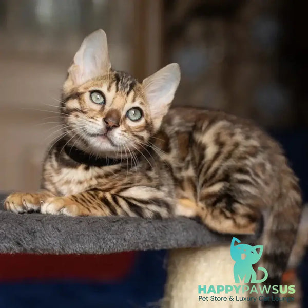 Willli Bengal male black spotted tabby - live animals