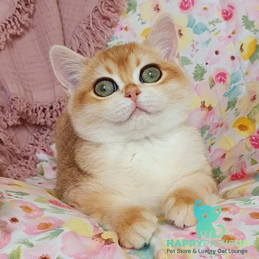 Willow British Shorthair female black golden chinchilla - live animals
