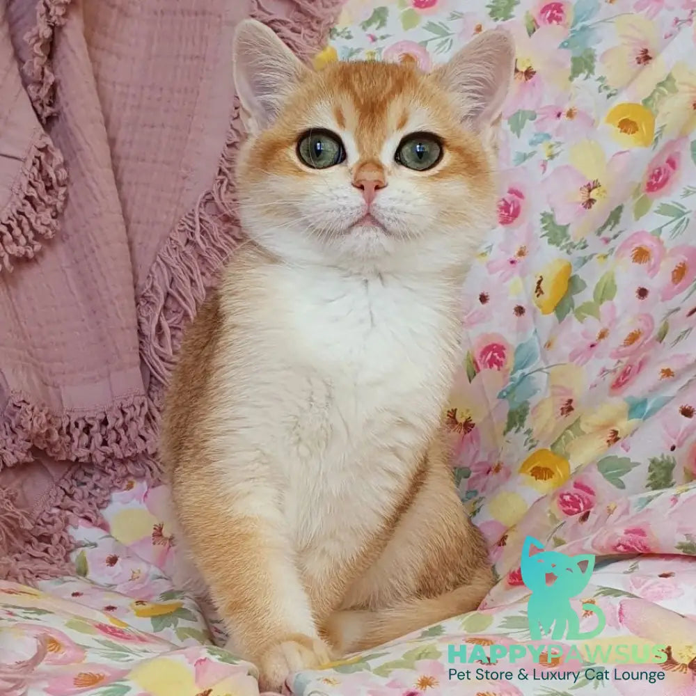 Willow British Shorthair female black golden chinchilla - live animals
