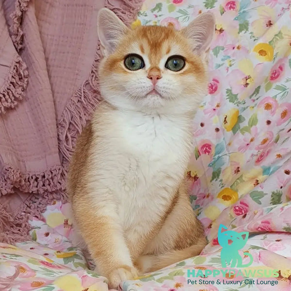 Willow British Shorthair female black golden chinchilla - live animals