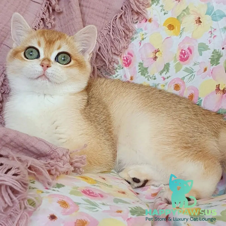 Willow British Shorthair female black golden chinchilla - live animals
