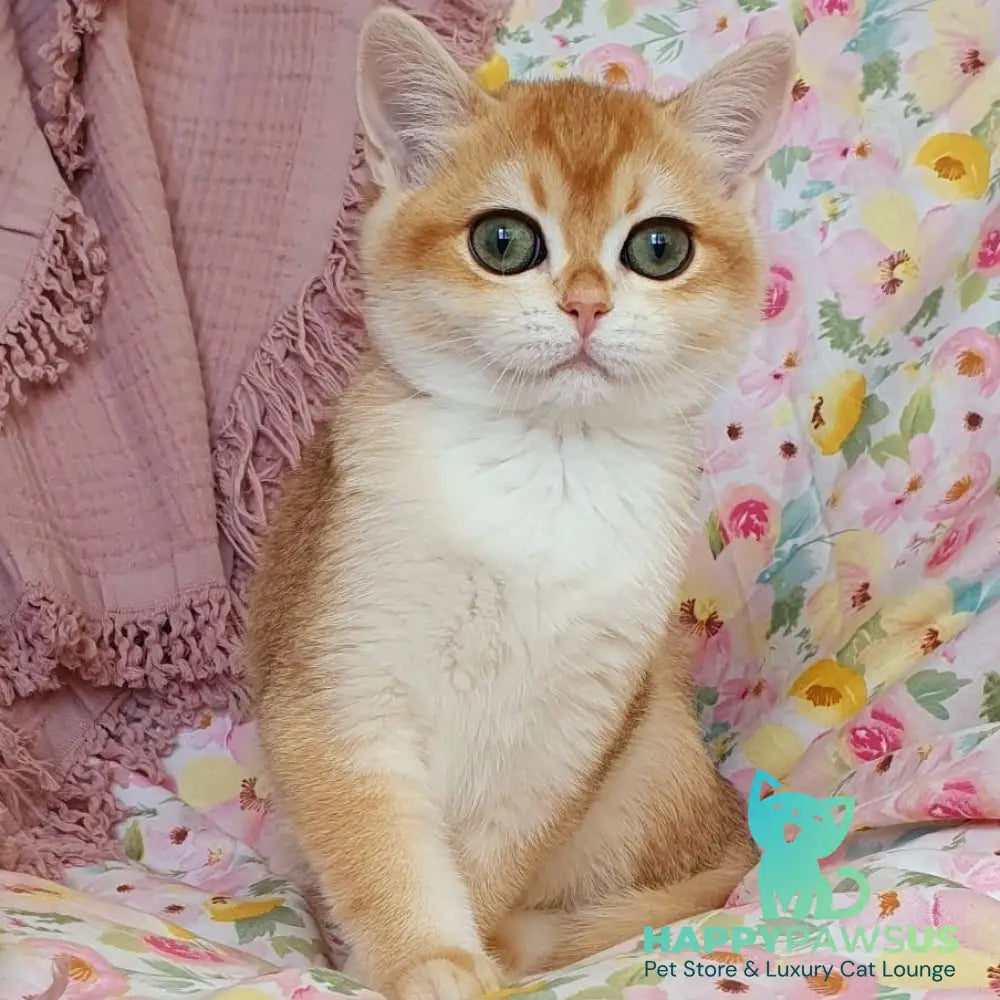 Willow British Shorthair female black golden chinchilla - live animals