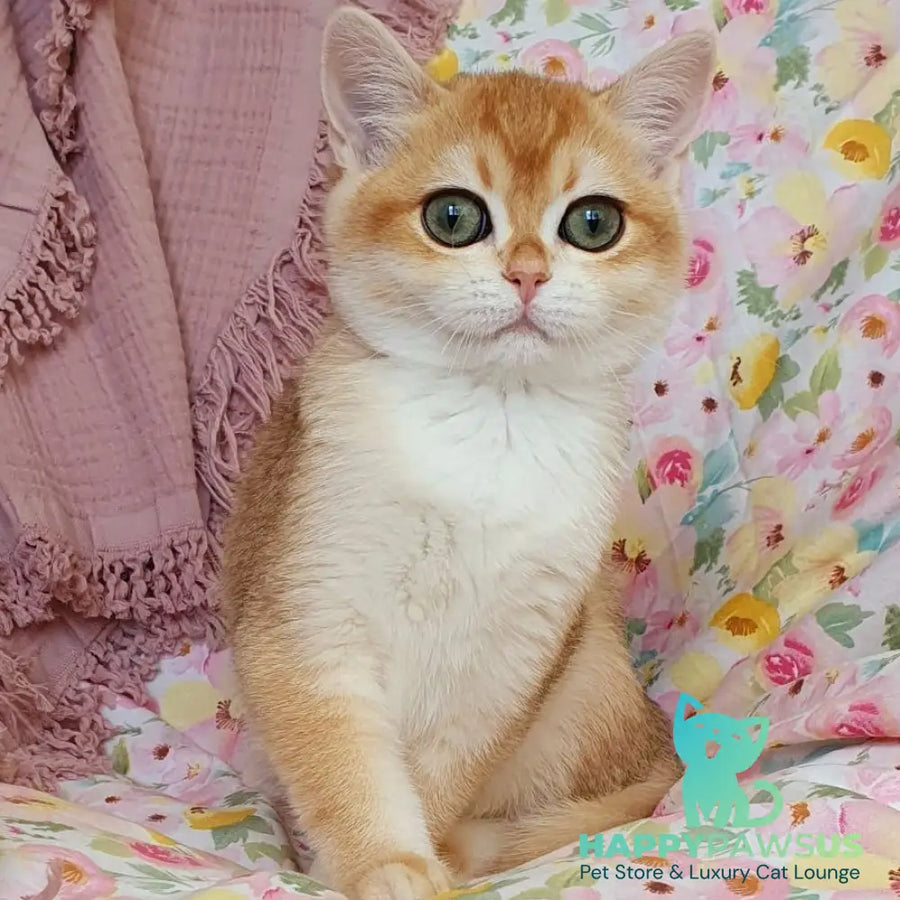 Willow British Shorthair female black golden chinchilla - live animals