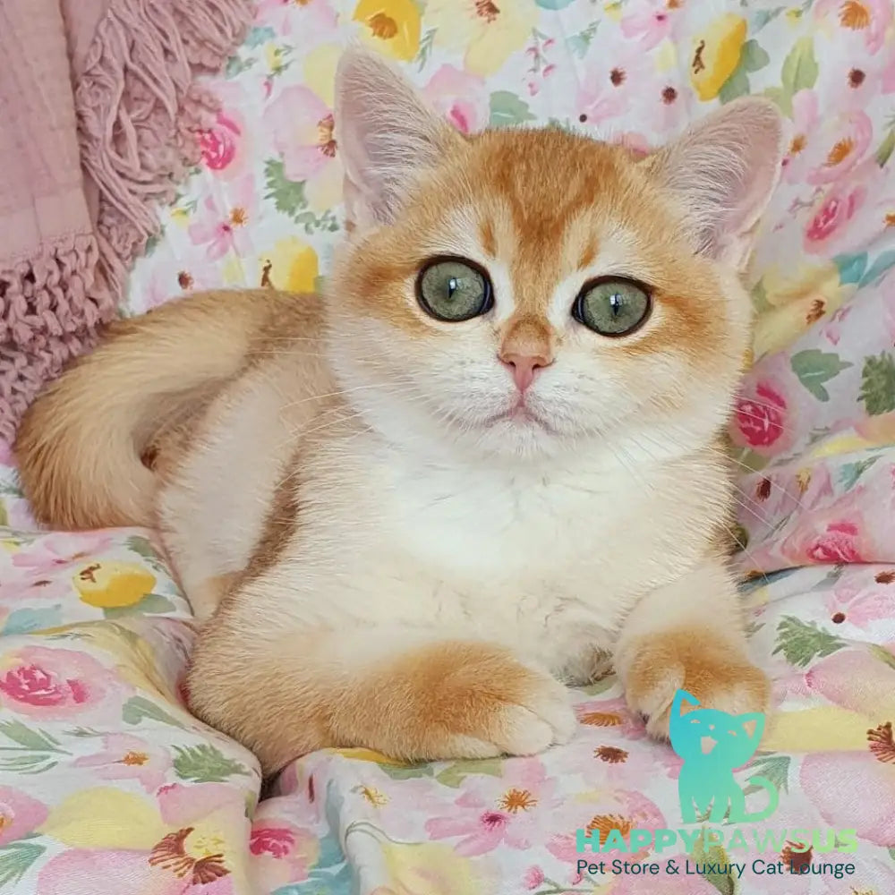 Willow British Shorthair female black golden chinchilla - live animals