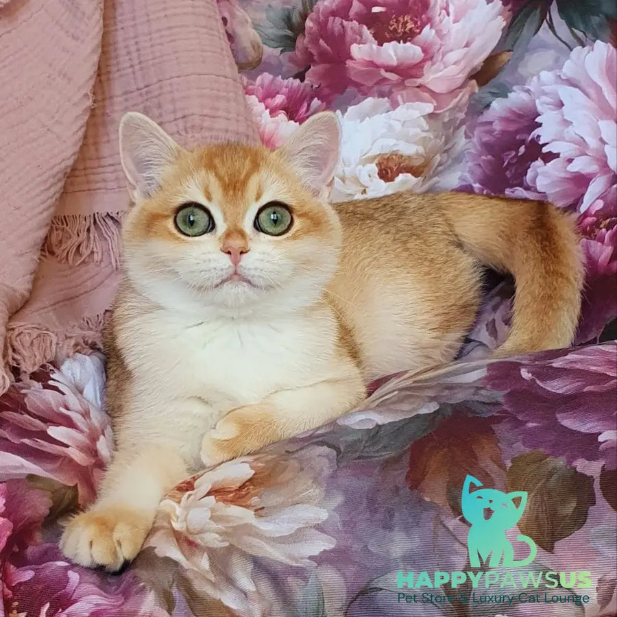 Willow British Shorthair male black golden chinchilla - live animals