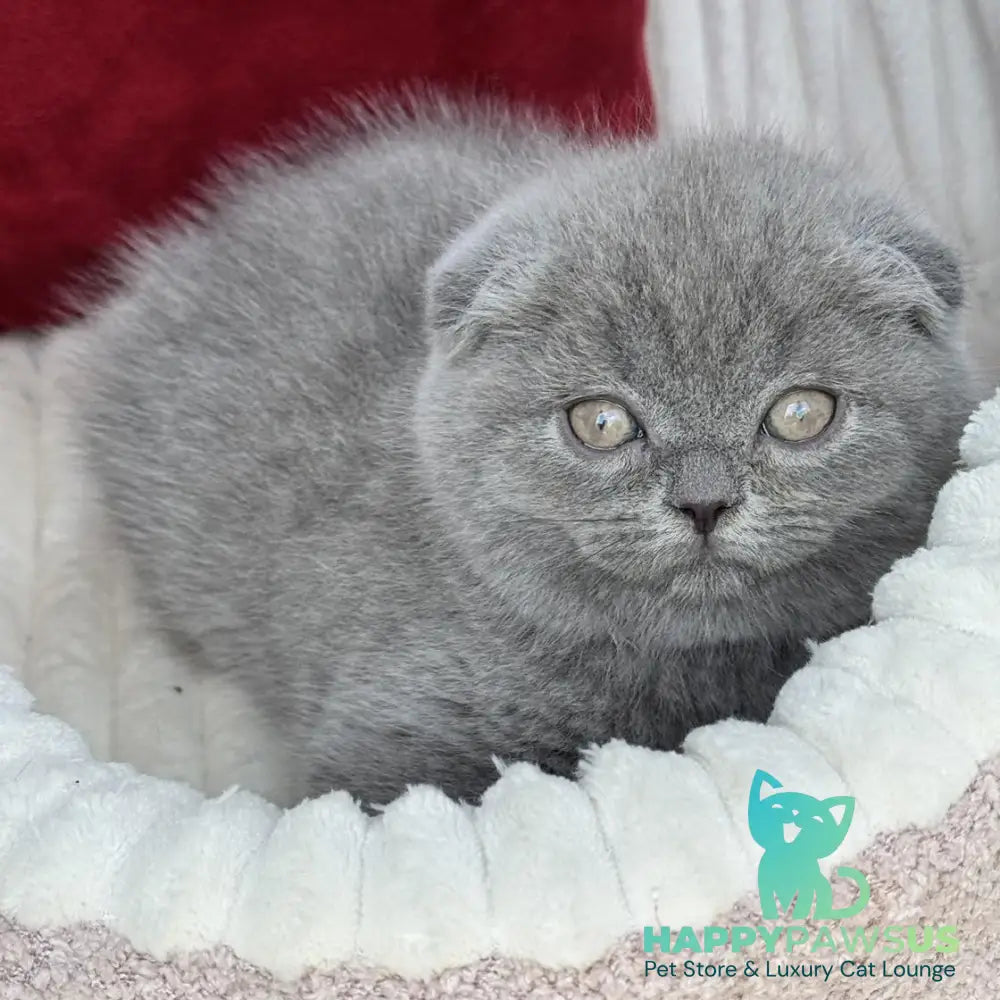 Willow Scottish Fold male blue - live animals