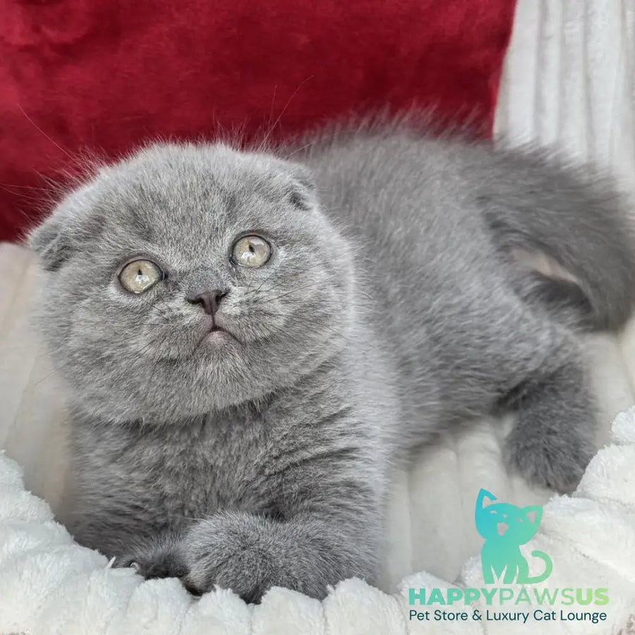 Willow Scottish Fold male blue - live animals