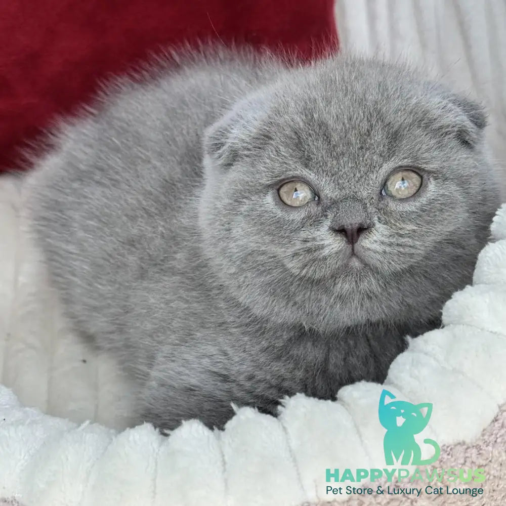 Willow Scottish Fold male blue - live animals