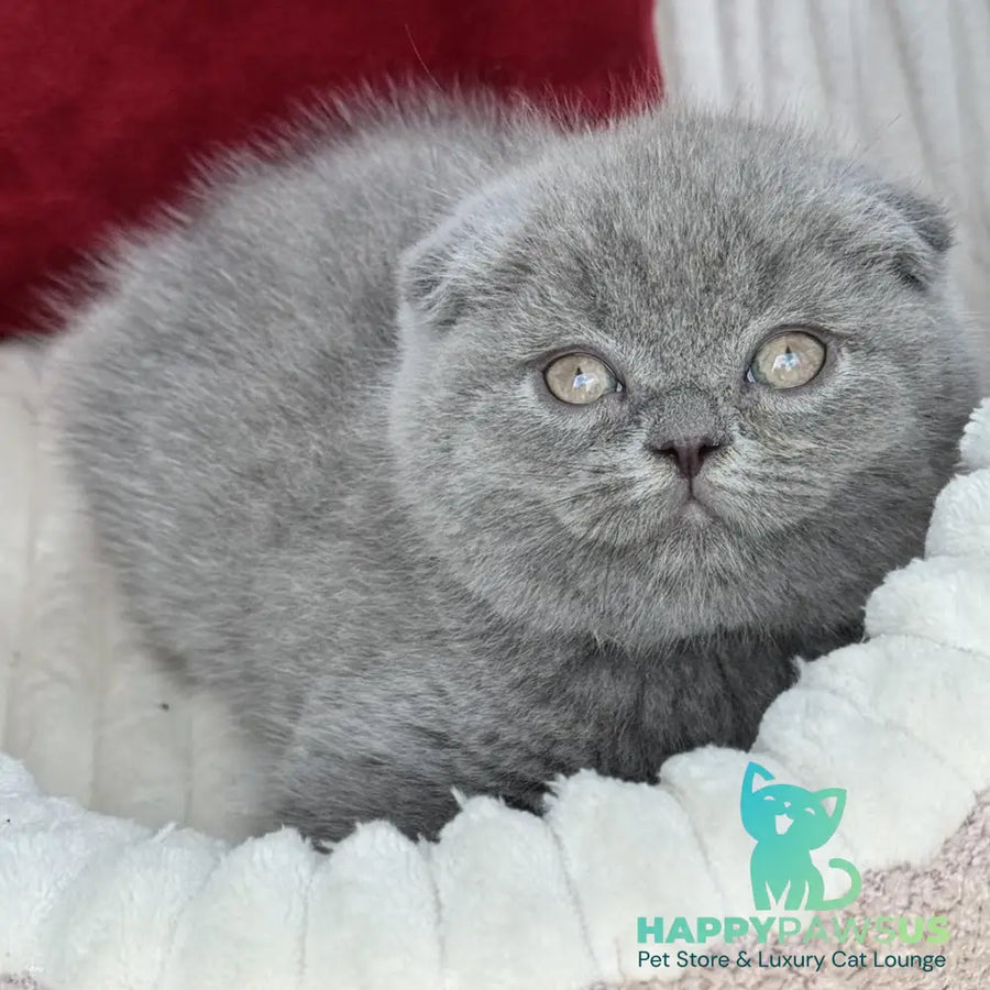 Willow Scottish Fold male blue - live animals